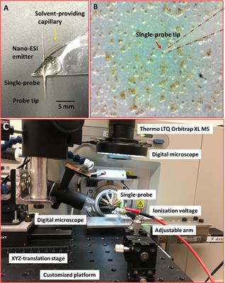 Metabolomic Fingerprints of Individual Algal Cells Using the Single-Probe Mass Spectrometry Technique